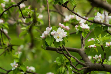 Blooming apple tree in the spring garden. Close up