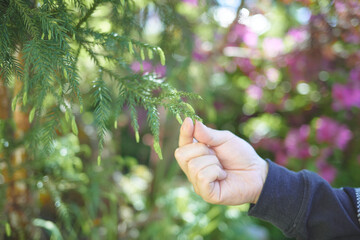 杉の新芽