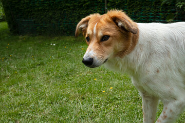 White and brown dog walking on green grass in a backyard