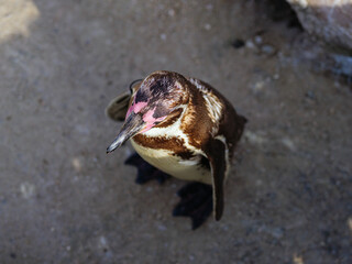 上から見たペンギン