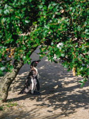 木陰のペンギン