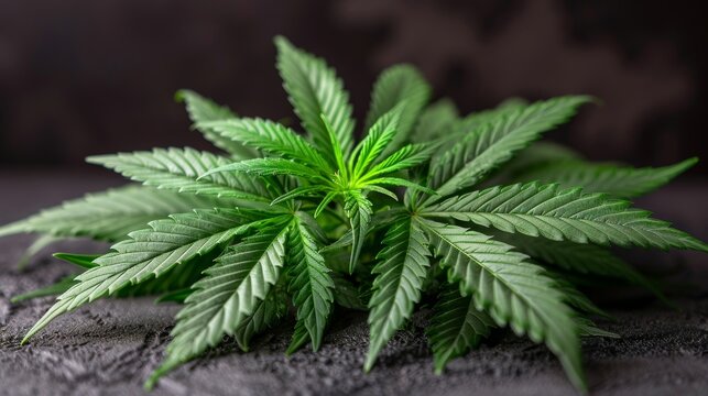 Optimizing large scale cannabis farming in legal industry for growth opportunities