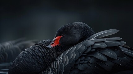 Image of a black swan nestling beneath its wings, graceful.