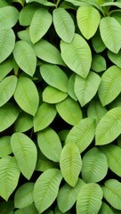 Obraz premium Green Plant Flower Leaves Illustration For Background or Pattern