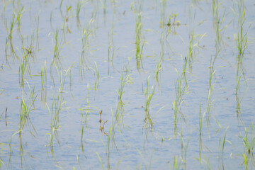 Rice paddies after rice planting, Japanese farming village in summer