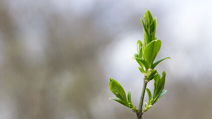 young branch blooms leaves in spring. tree branch with buds and green leaves, spring background. close-up. spring season, nature wakes up.