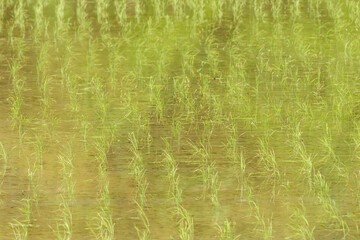 Rice paddies after rice planting, Japanese farming village in summer