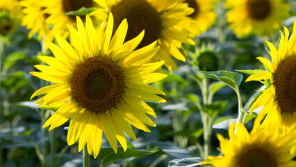 large yellow sunflower for background. Yellow sunflowers in sunlight. good harvest concept, bright sunny flower. farming, vegetable garden, field, growing seeds for oil. close-up