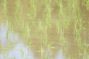 Rice paddies after rice planting, Japanese farming village in summer