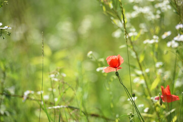 red poppy on a green background. big beautiful poppy flower on a blurred background, flower in the grass, green and red, floral design, nature close-up