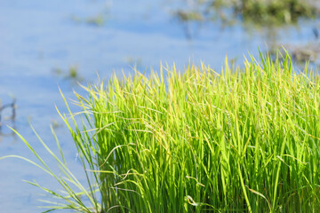 Rice paddies after rice planting, Japanese farming village in summer