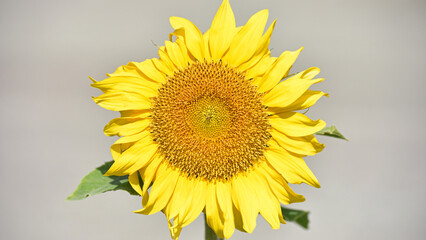 sunflower, bright yellow. Large flowers of a sunflower. Yellow flowers on a farm field. Agriculture concept, good harvest. Growing seeds for oil. close-up