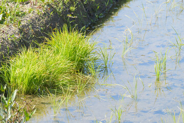 Rice paddies after rice planting, Japanese farming village in summer