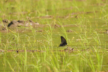 Black swallowtail butterfly resting on a rice seedling in a summer rice paddy