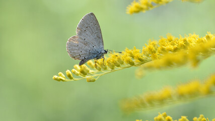 Polyommatus Cyaniris semiargus, blue mazarin. butterfly sitting on a yellow goldenrod flower in a summer field on a green floral background. yellow wildflowers. spring sunny day, macro nature