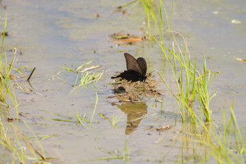 Black swallowtail butterfly resting on a rice seedling in a summer rice paddy
