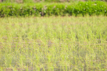 Rice paddies after rice planting, Japanese farming village in summer
