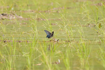 Black swallowtail butterfly resting on a rice seedling in a summer rice paddy