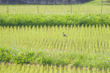 Black swallowtail butterfly resting on a rice seedling in a summer rice paddy