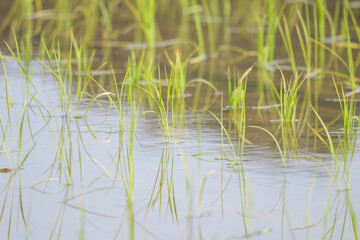 Rice paddies after rice planting, Japanese farming village in summer