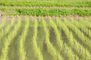 Rice paddies after rice planting, Japanese farming village in summer