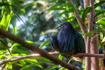 Nicobar pigeon, caloenas nicobarica, the only living member of the genus Caloenas, and may be the closest living relative of the extinct dodo. © Rixie