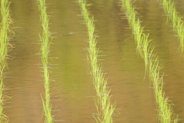 Rice paddies after rice planting, Japanese farming village in summer