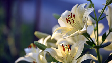 Lilium maculatum Thunb. yellow lily. beautiful lily flower. delicate white lilies in the garden, in the flowerbed. floral background. blurred natural background. flowering season, close-up © Oleksandr Filatov