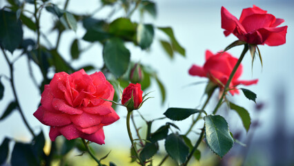 pink rose flower background. Red roses on a bush in the garden, close-up. delicate pink rose flower with green leaves. Red Rose Magic. beauty in the garden. concept of romance, gift