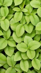Obraz premium Green Plant Flower Leaves Illustration For Background or Pattern