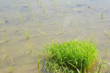 Rice paddies after rice planting, Japanese farming village in summer