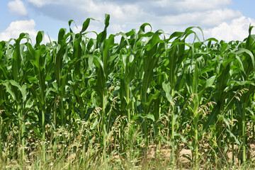 Fototapeta premium green corn leaves. Corn farm. photo of corn field. concept of good harvest, agricultural. Field of corn in spring or early summer. agricultural, industrial background