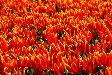 A field of blooming red and white tulips in spring in the Netherlands, Limmen, 28.3.2024