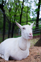 Obraz premium Saitama