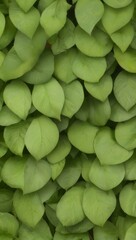 Obraz premium Green Plant Flower Leaves Illustration For Background or Pattern