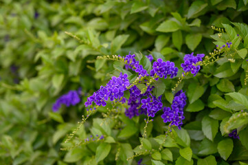 Duranta - an ornamental Cypriot shrub with poisonous berries