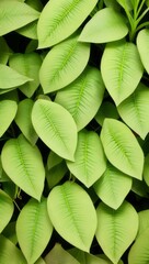 Obraz premium Green Plant Flower Leaves Illustration For Background or Pattern