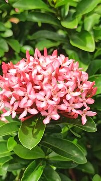 ashoka flower