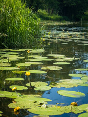 Tranquil pond scene featuring water lilies and green foliage, bathed in sunlight. Perfect representation of serene nature and a peaceful environment.