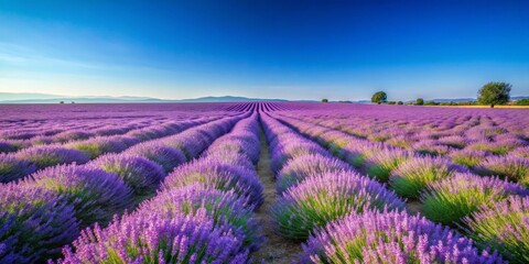 Obraz premium A vast expanse of blooming lavender fields under a clear blue sky, lavender, fields, vast, flowers, purple, landscape