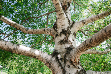 Fototapeta premium Sunlight filters through the bright green foliage of birch trees in a serene summer forest, highlighting their textured bark and tranquil beauty.