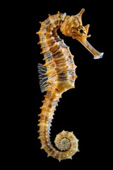 A Seahorse Isolated Against a Black Background