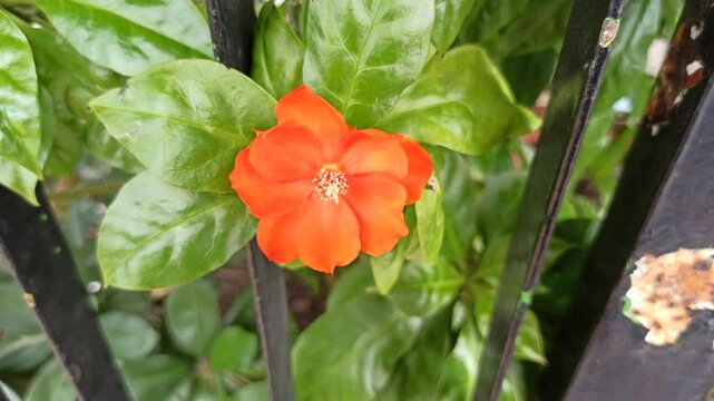 Pereskia flower