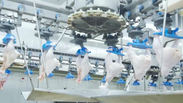 Real shot of food cutting in factory assembly line, Automatic chicken butt cutting machine in poultry meat process automatic.
