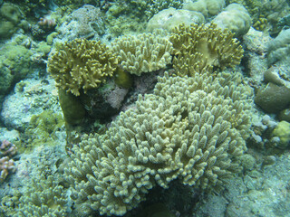Palau corals close up