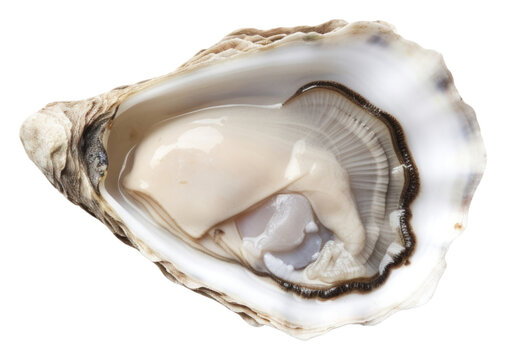 PNG Oyster white background invertebrate freshness.
