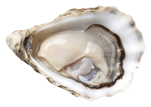 PNG Oyster white background invertebrate freshness.