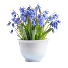 Bluebell flowers in a minimalist style white pot is tall isolated on background