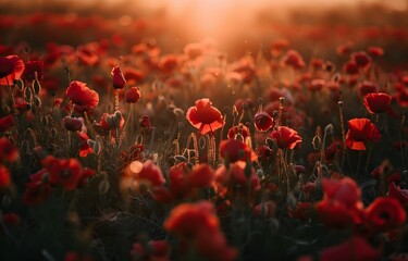 Poppy Field Sunset Golden Hour Photography