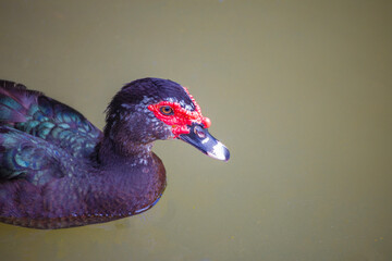 Fototapeta premium a Muscovy Duck swimming in a lake